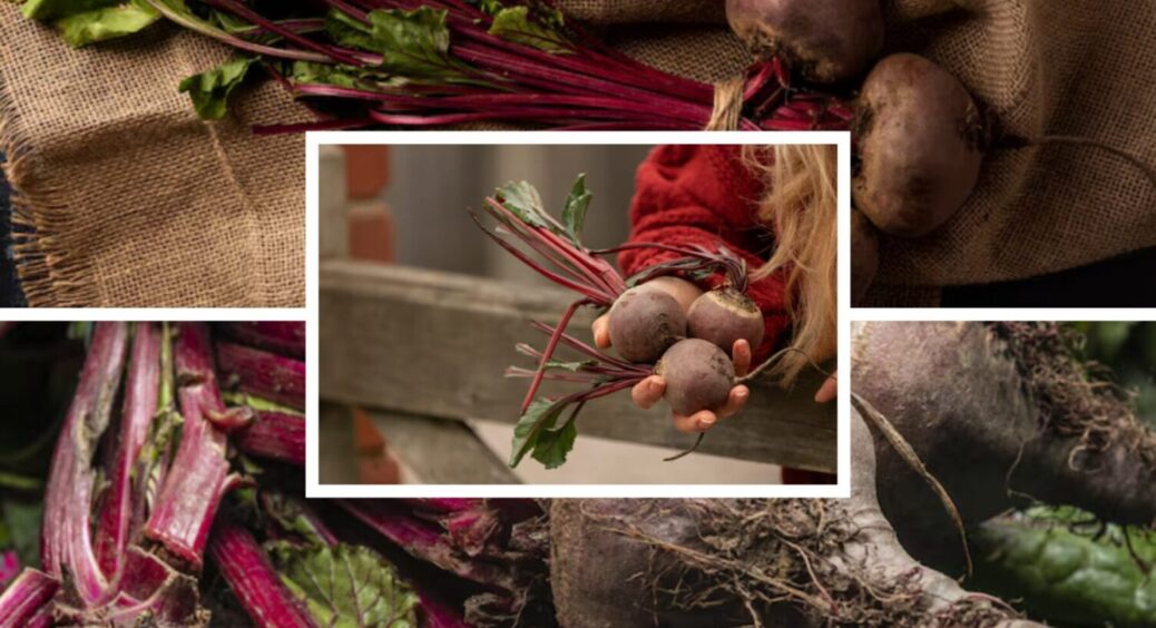 З 2025 на 2026 в топі буде новий сорт буряка: перевершив “Бордо” по солодкості на 3 бали 