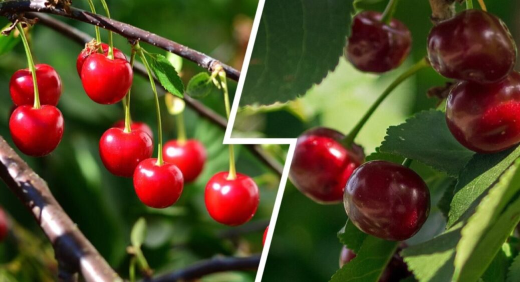 Роблю це ранньою весною, і вишні стає вдвічі більше: прийом із Закарпаття – працює років 20 