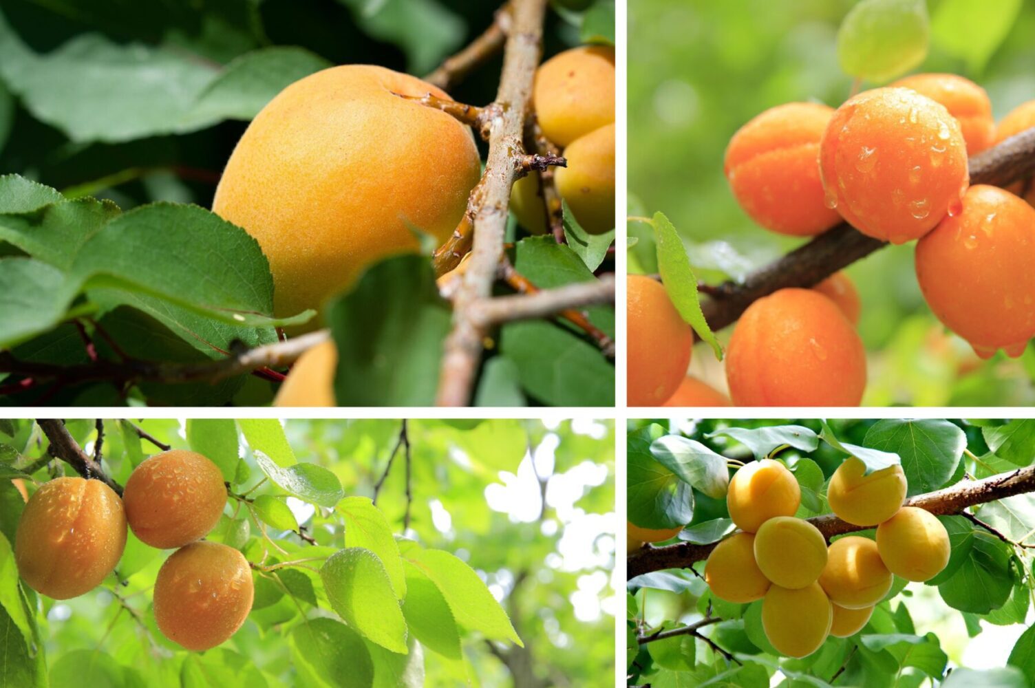 Садівники розсекретили найкращу осінню підживку для абрикосів