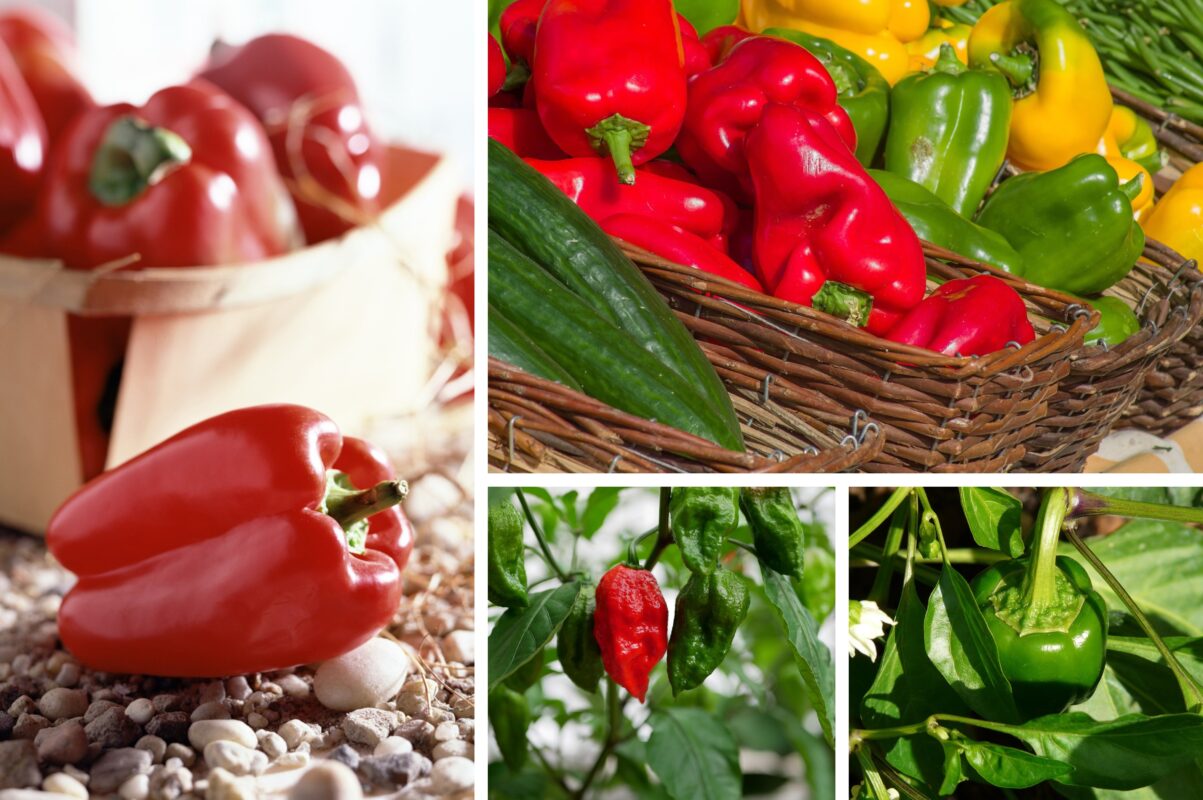 Агрономи назвали три найсолодші сорти болгарського перцю