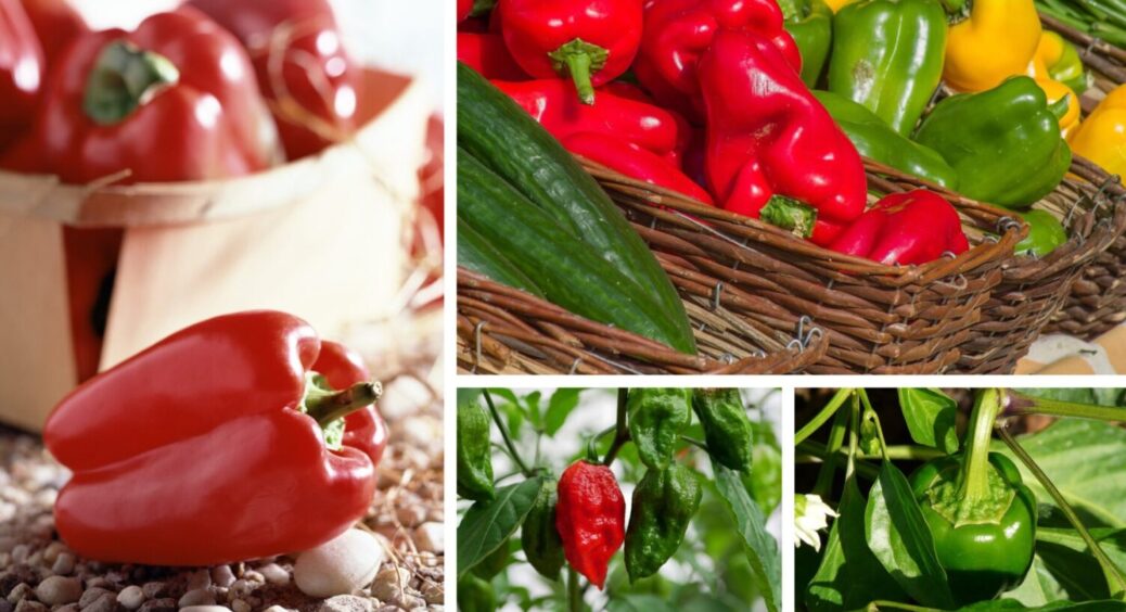 З року в рік саджаю лише їх: сорти перцю, які перевершили всі очікування – рекордсмени 2025 