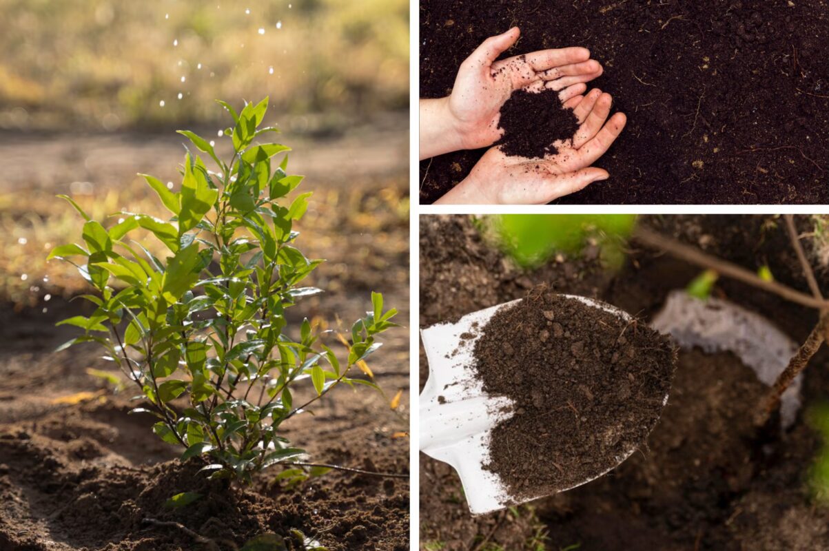 Агроном розповів, як підвищити урожайність свого городу