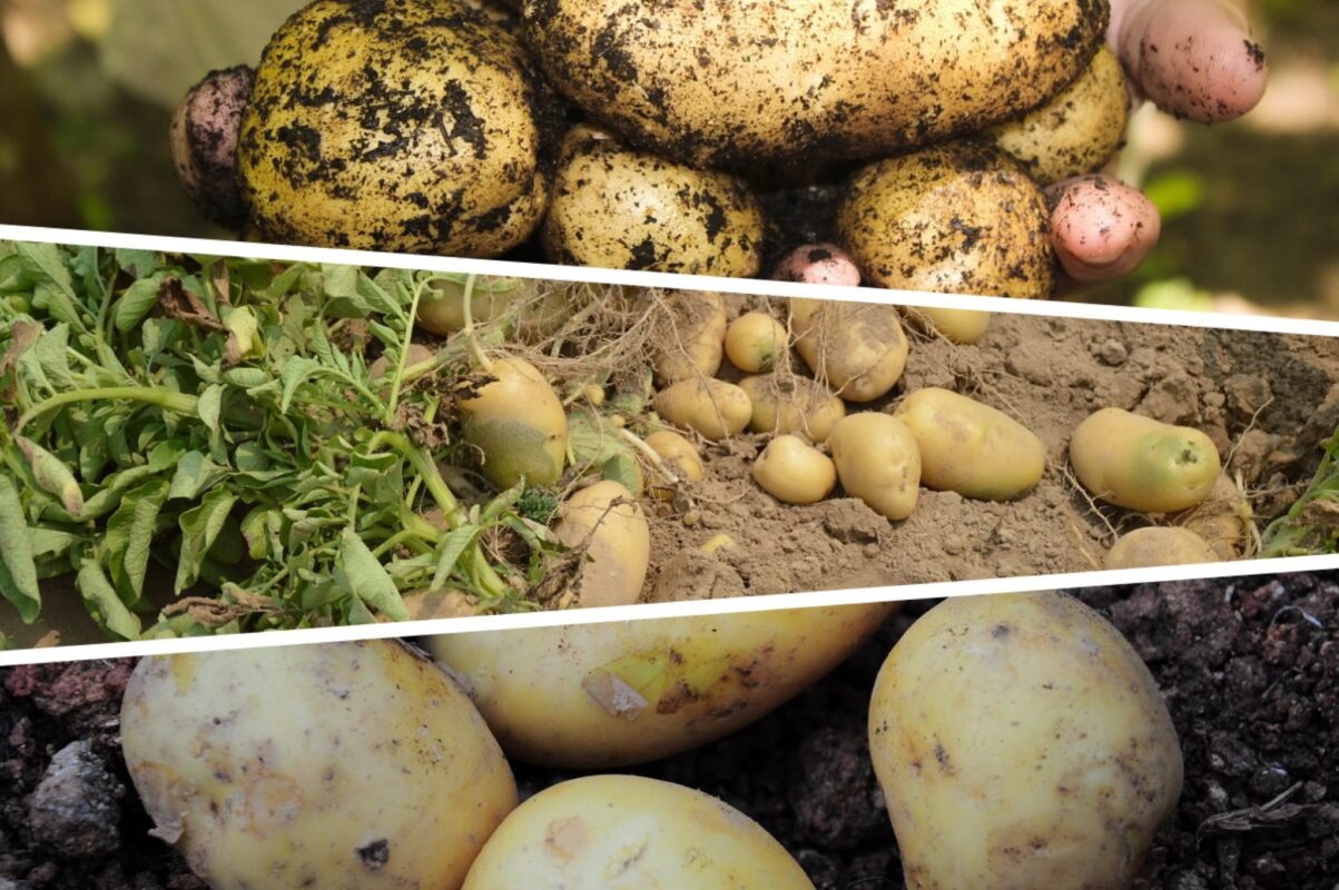 Городники розсекретили найкращі сорти картоплі, які щороку дають високий врожай