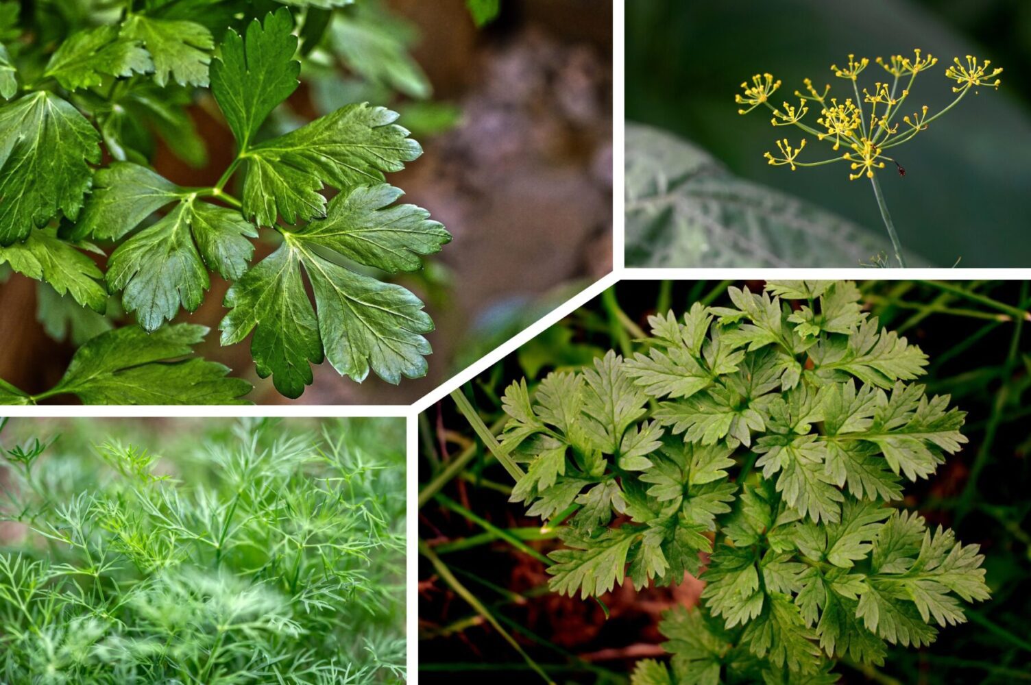 Дачники розповіли, коли найкраще висаджувати кріп і петрушку під зиму в 2025-му