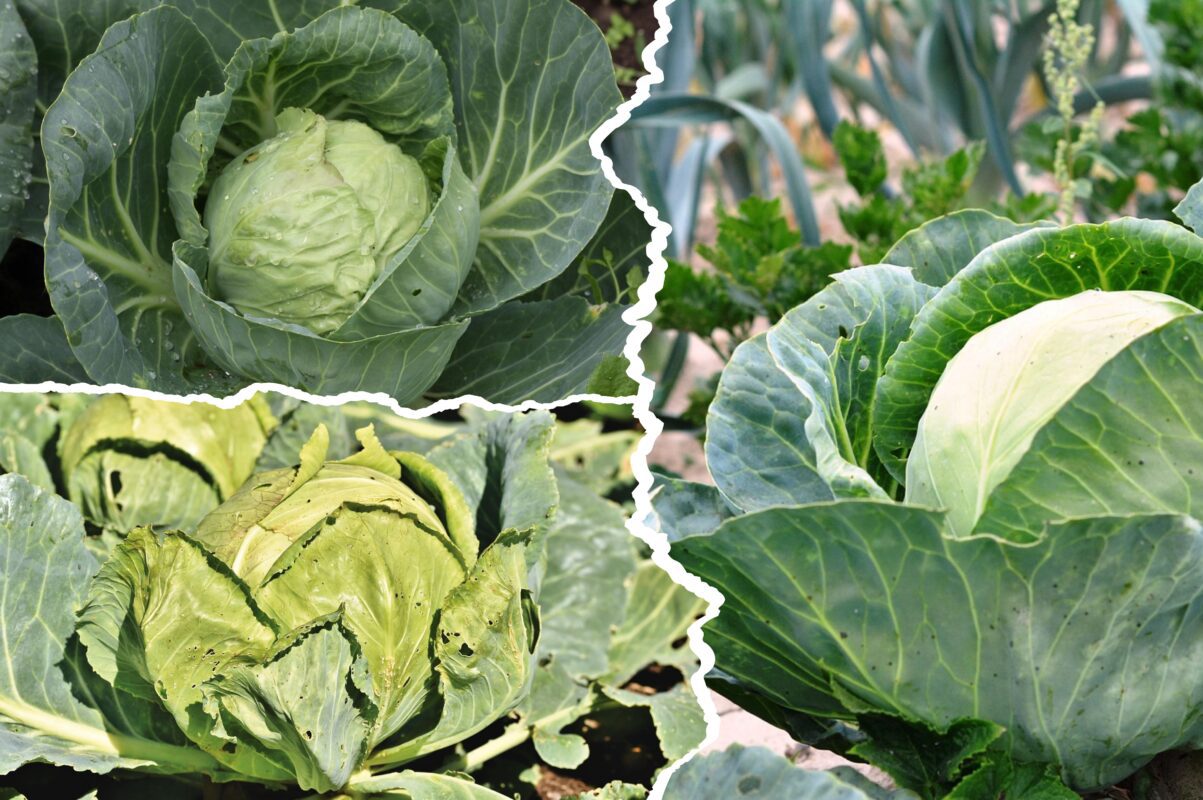 Експерт розповів, який сорт капусти краще зберігається 
