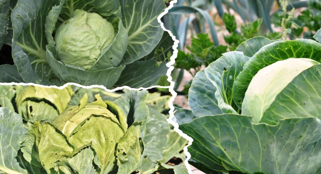 Навіть картопля не зберігається так круто: 3 сорти капусти, яка буде стояти аж до тепла 