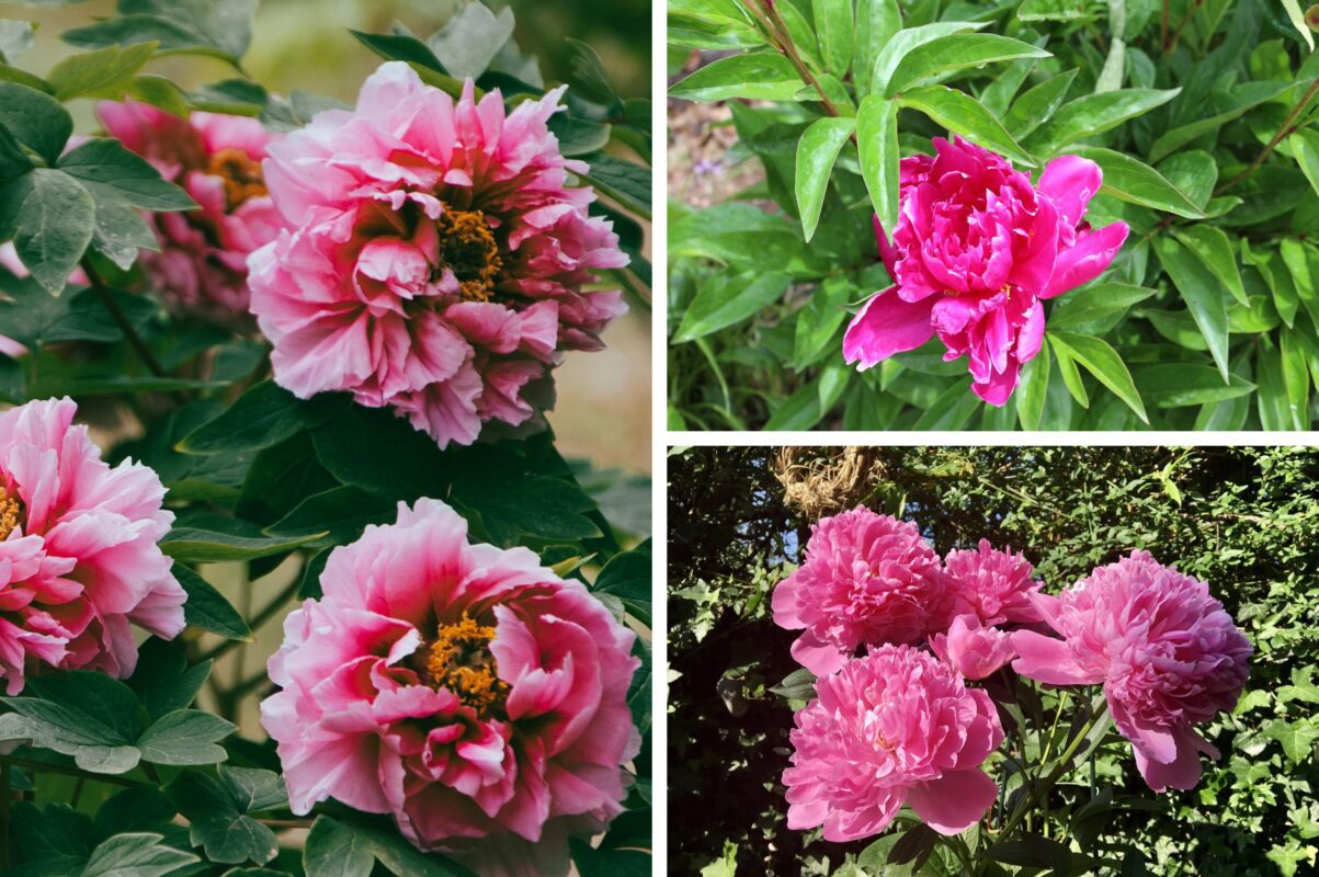 Городники розповіли, як правильно обрізати півонії восени 2025