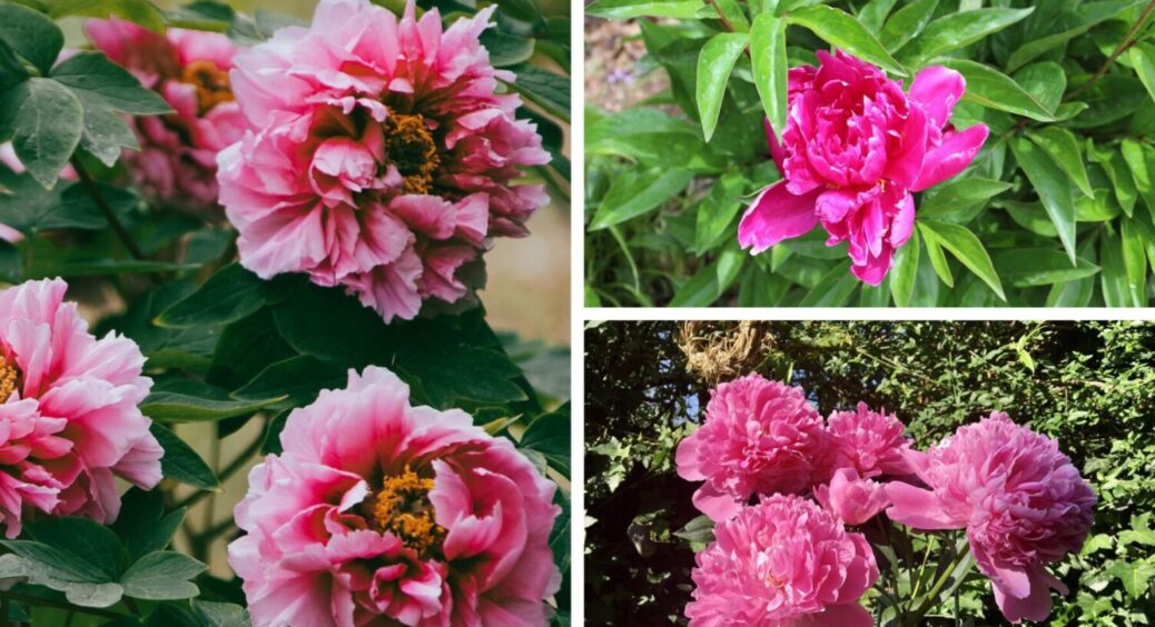 Тільки не руками: як правильно обрізати листя півонії, щоб у 2026-му отримати пишне цвітіння 