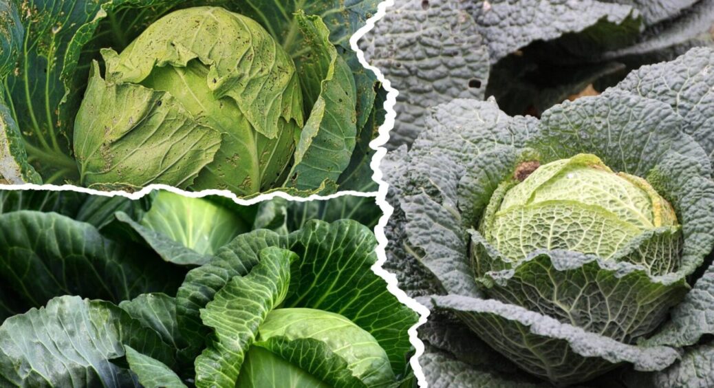 Найврожайніші сорти капусти, які очолять ваш ТОП: качани до 10 кг, стійкі до посухи і спеки 