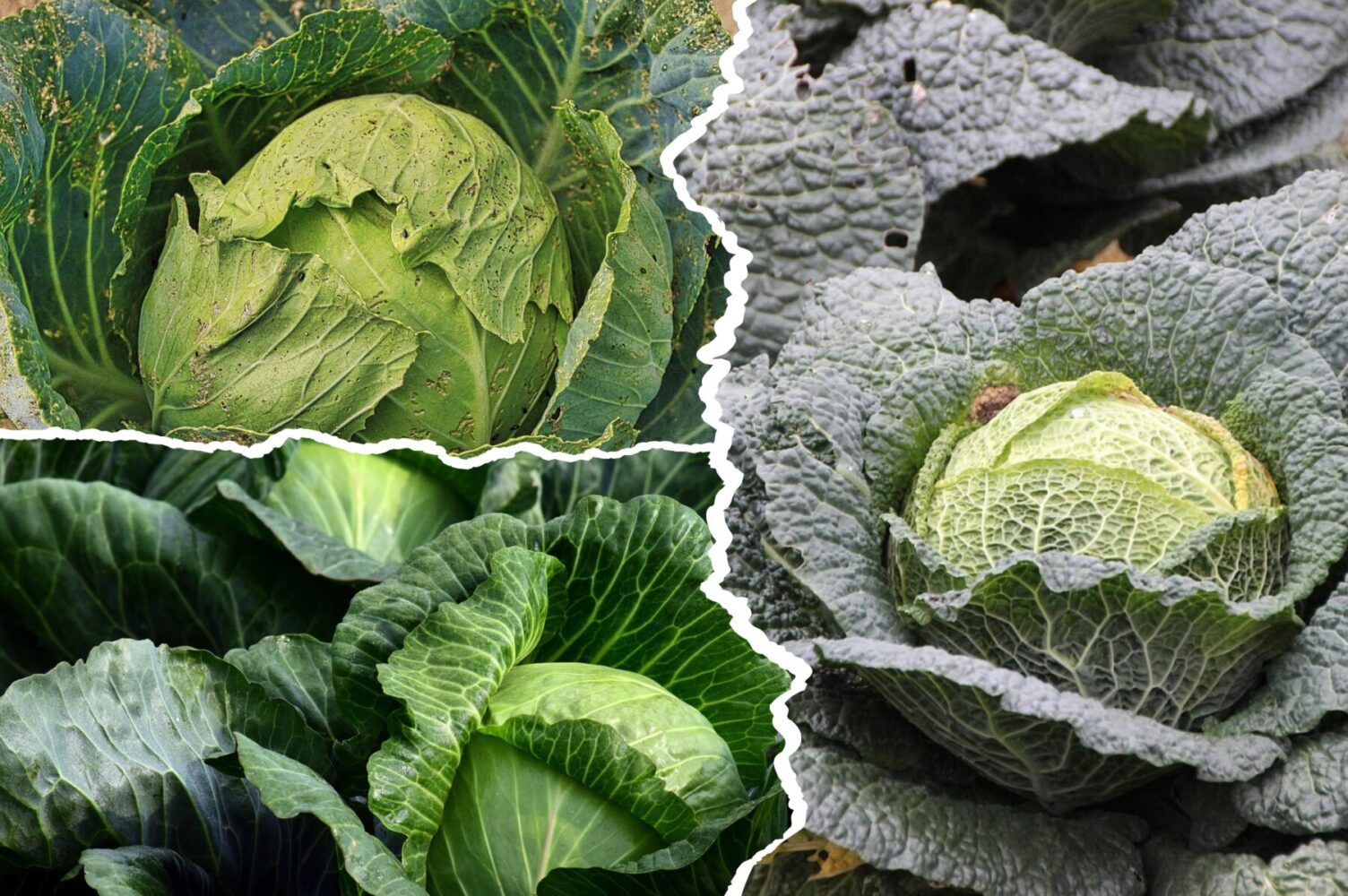 Агрономи назвали найурожайніші сорти капусти 2025