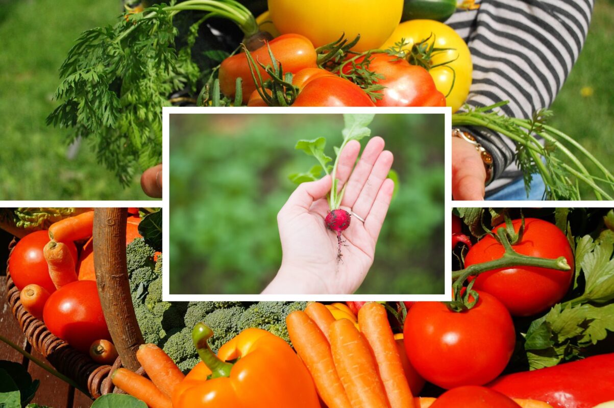 Городники назвали список культур, які можна посадити під зиму