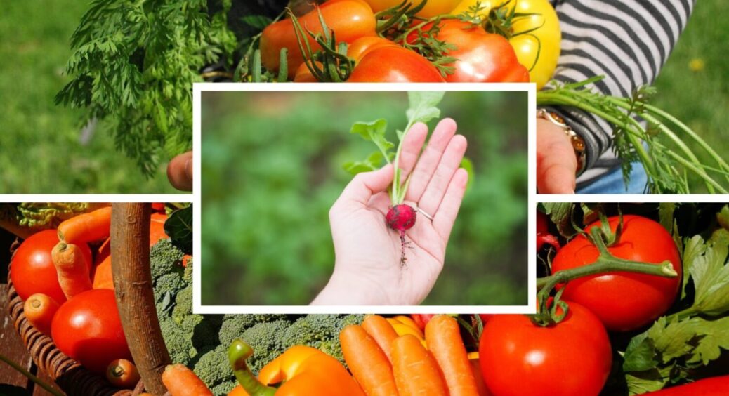 Восени посадила – і вже навесні 2026 врожай зібрала: 7 рослин, які треба посадити під зиму 2025 
