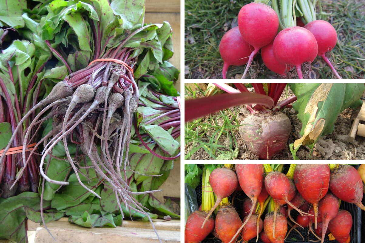 Агрономи назвали найкращі дні жовтня й листопада для посадки буряка в 2025-му