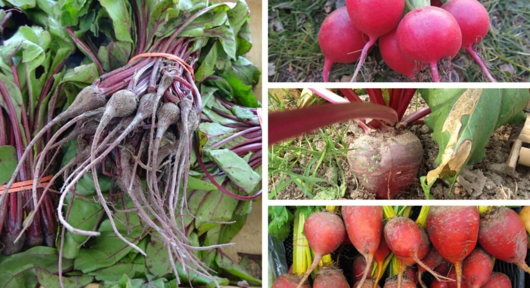 У жовтні-листопаді 2025 час зробити ЦЕ: коли краще висівати буряк у відкритий ґрунт під зиму 