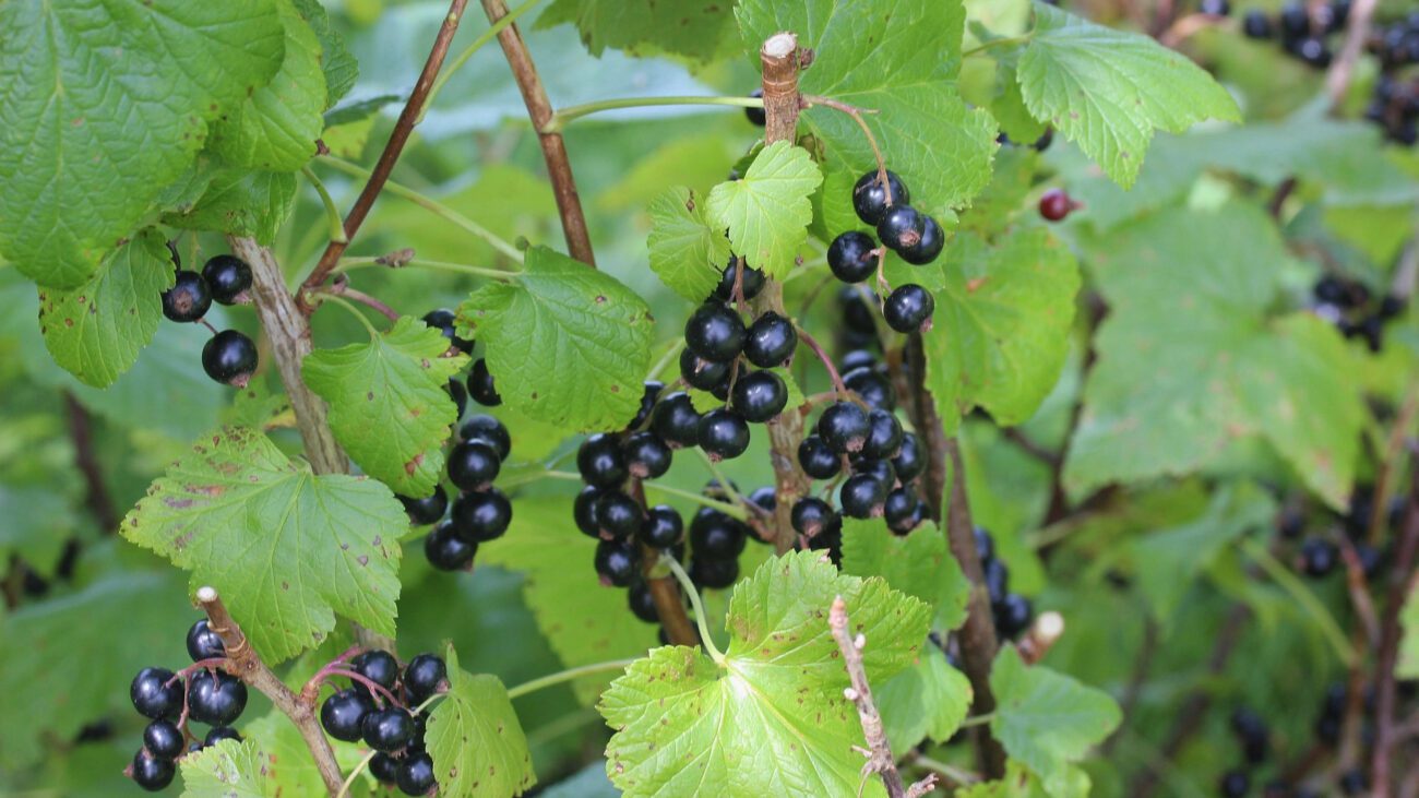 Садівники розповіли, що внести під кущ смородини восени 2025