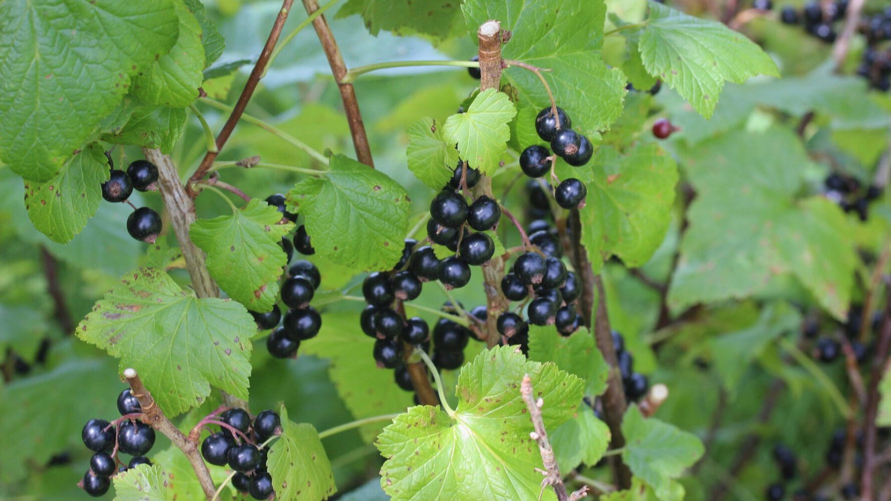 Садівники розповіли, що внести під кущ смородини восени 2025