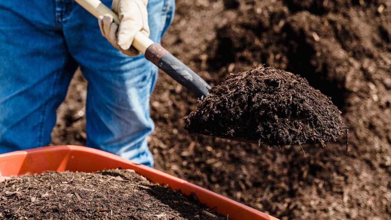 Садівники назвали 2 найкращі добрива для осінньої підгодівлі смородини