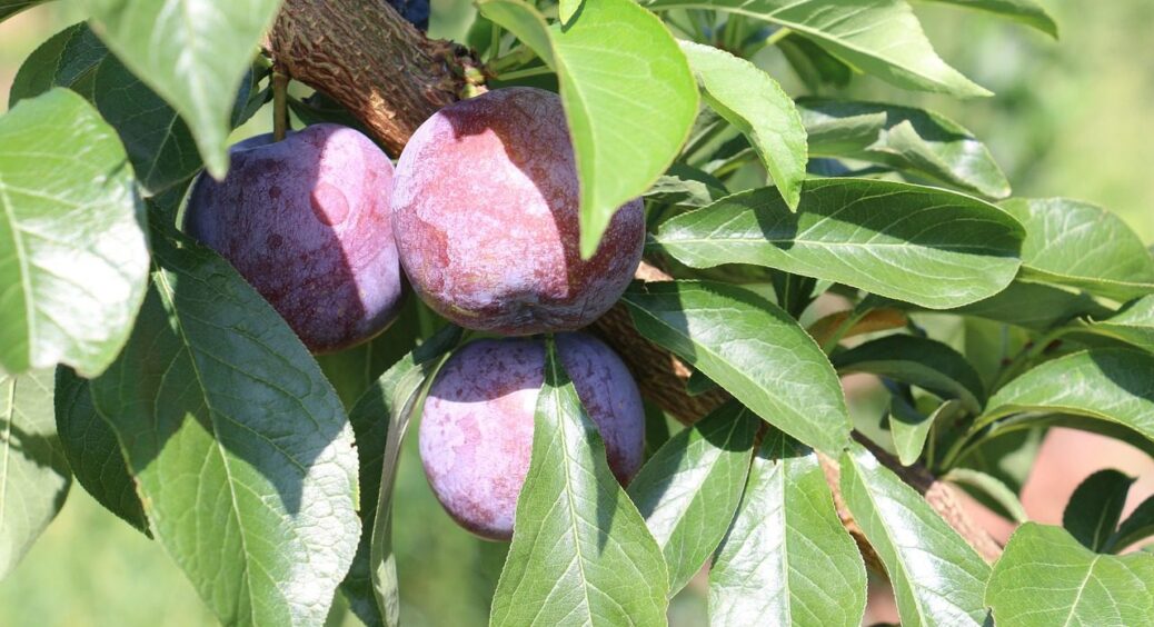 Найкращі сорти сливи – фаворити 2025 року: до 200 кг з дерева та з морозами на “ти” 