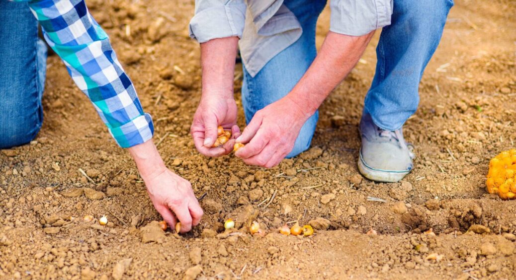 Місячний календар на жовтень-листопад: ці дні для озимої моркви та цибулі справді працюють 