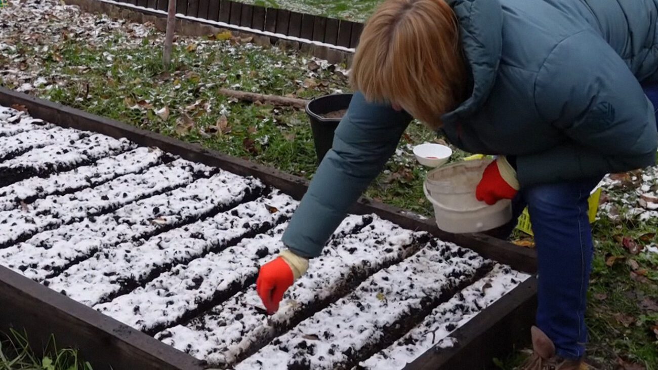Городники порадили найкращі дні у жовтні-листопаді для посіву моркви й цибулі