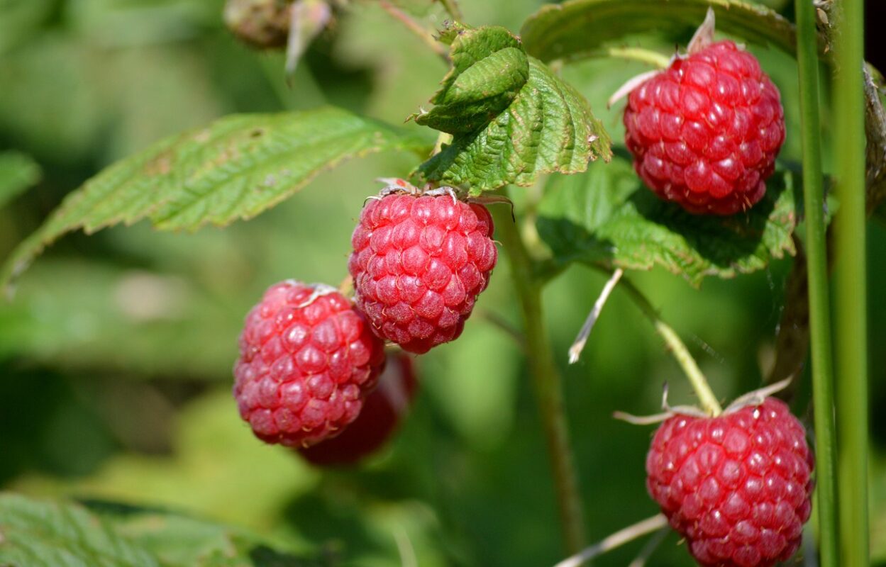 Експерт розповів, які сорти малини варто висаджувати на городі