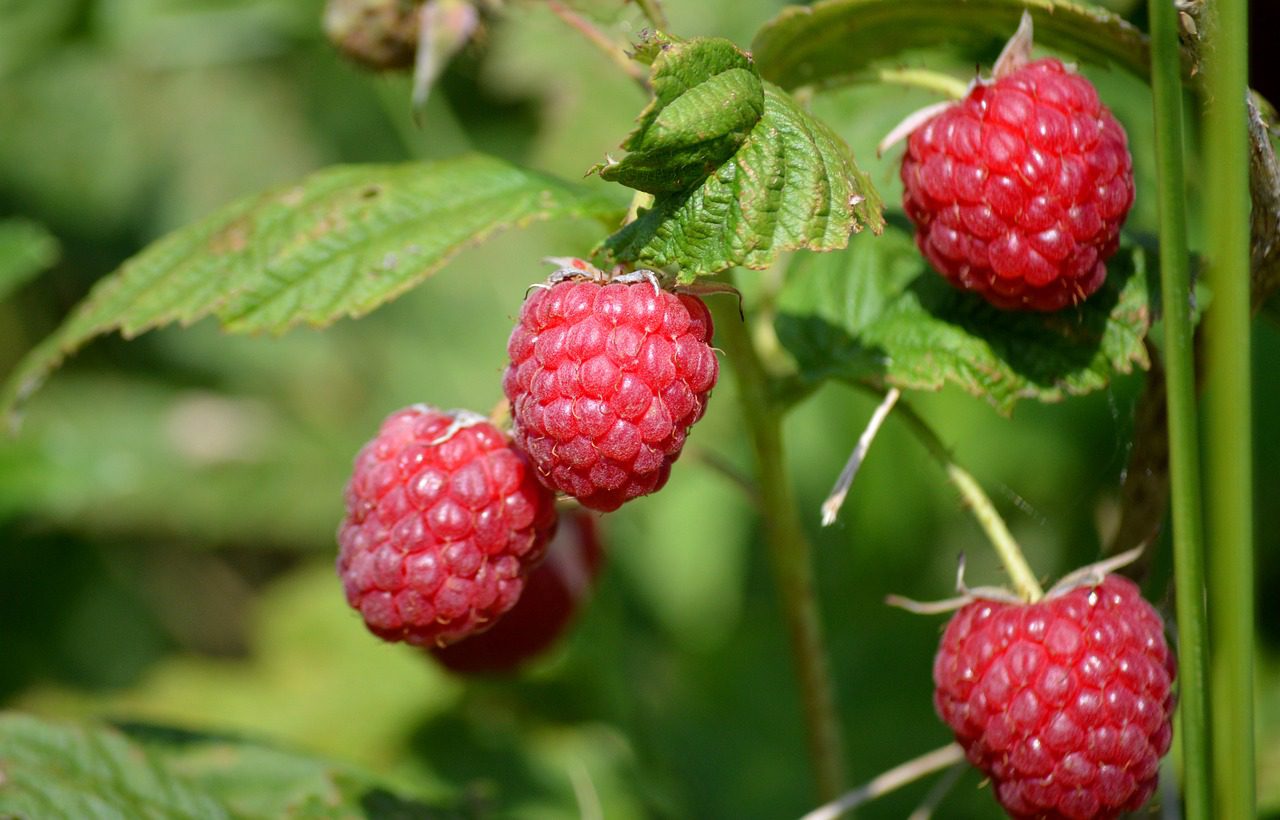 Експерт розповів, які сорти малини варто висаджувати на городі