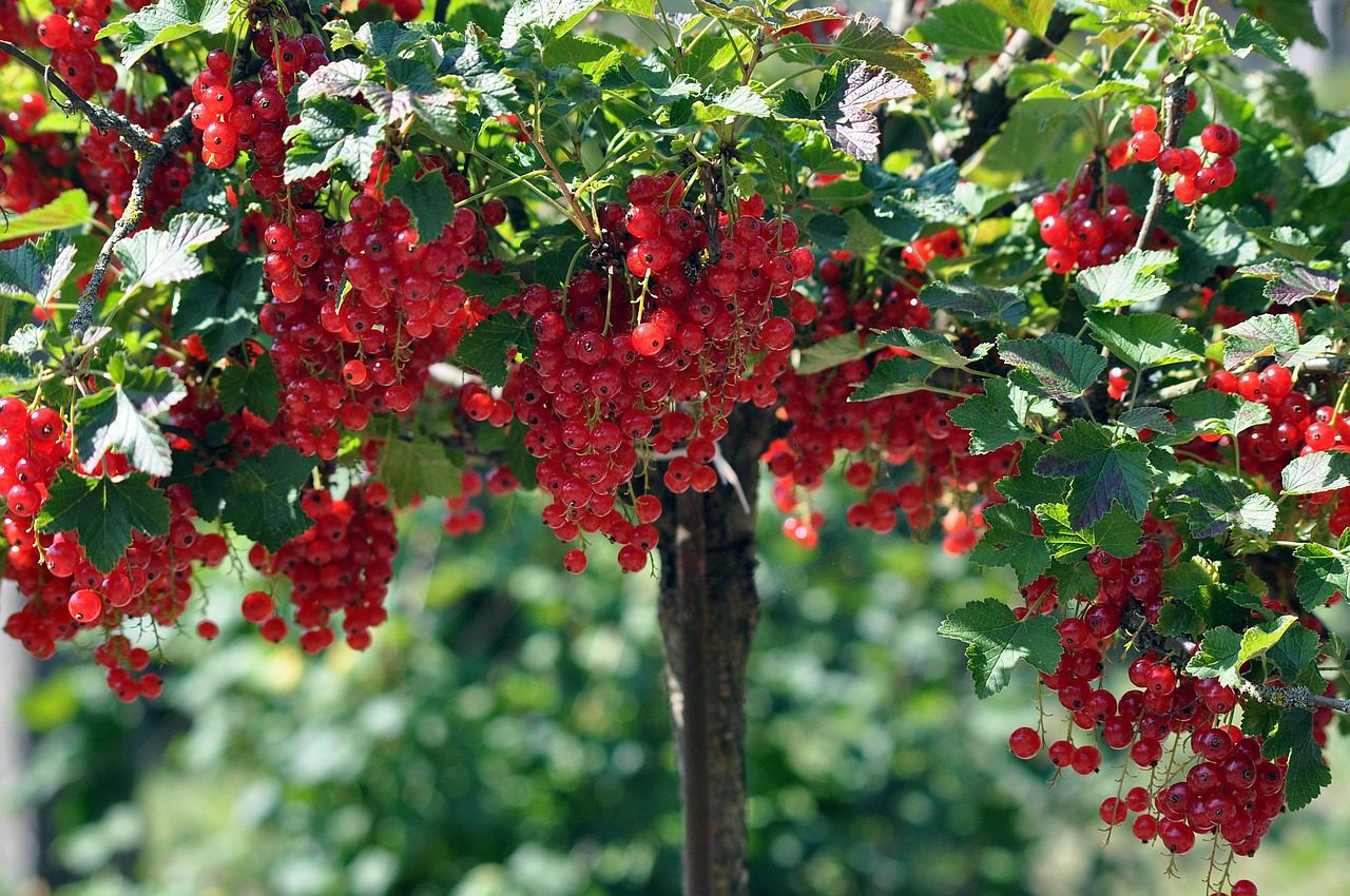 Як не можна обрізати смородину восени