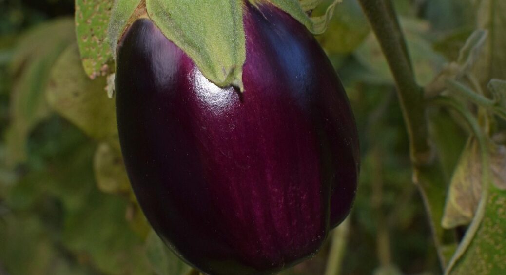 Ці баклажани ростуть навіть у тих, у кого не росте нічого: найкращі сорти для літа-2026 