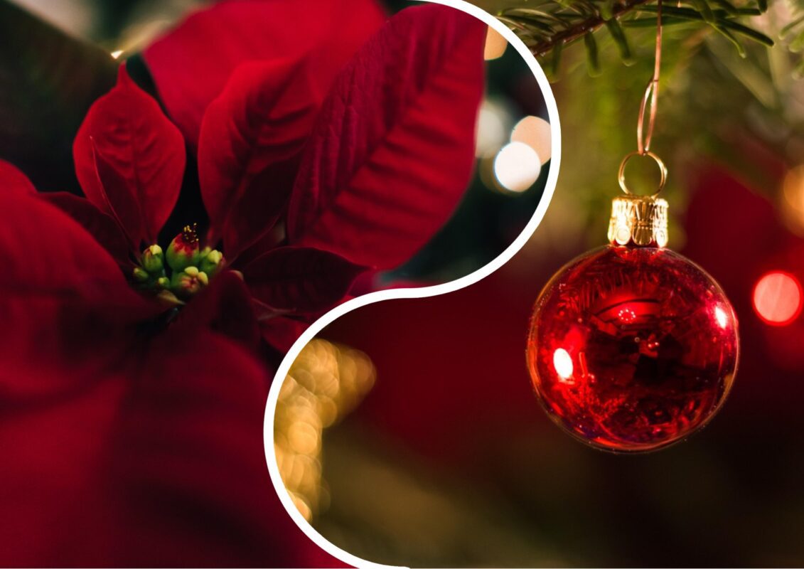 Садівники розповіли, яка квітка стала символом зимових свят в Україні