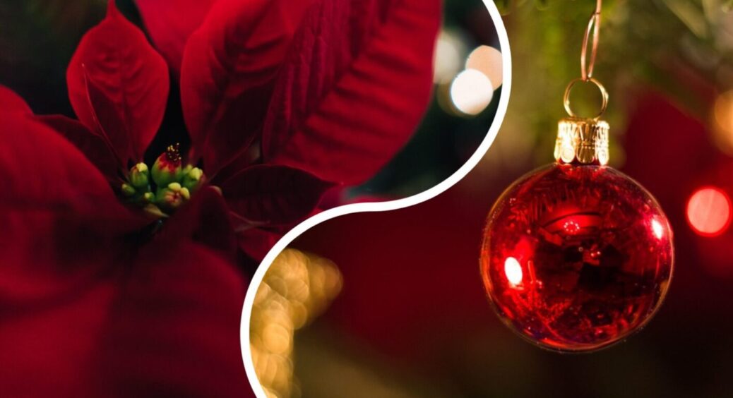 “Різдвяне дерево” слід почати вирощувати вже: що за квітка й чому вона цвіте лише на свята 