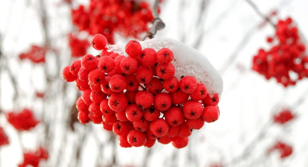 Горобина — на вагу золота: 3 рецепти, як використати ці ягоди з розумом. Смачно і корисно 