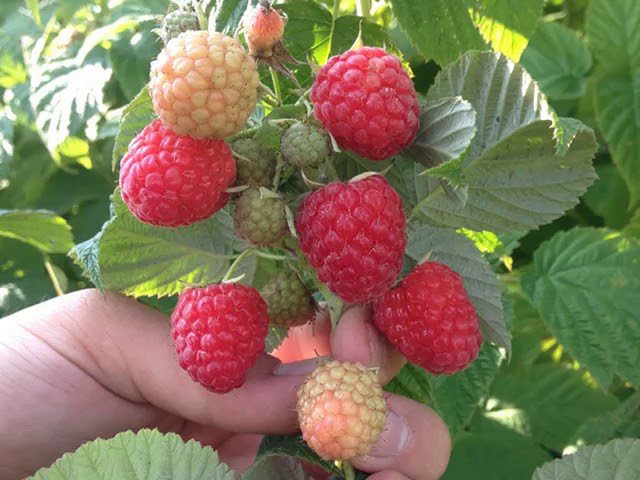 Найкращі сорти ранньостиглої малини