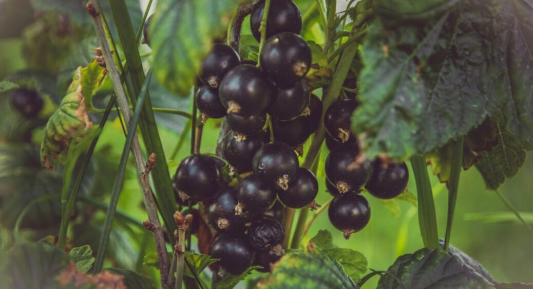 Цю підживку садівники вносять під ожину та смородину восени – урожай стає на третину більшим 