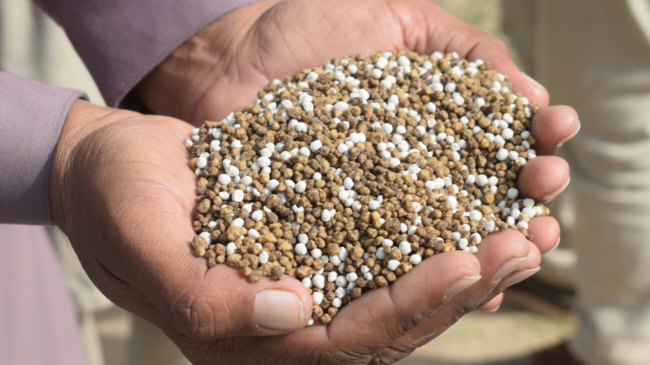 Садівники порадили підживку для ожини й смородини восени