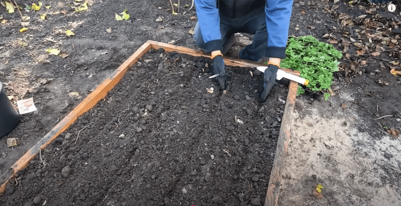 Експерт розповів, чим замінити фунгіциди на городі