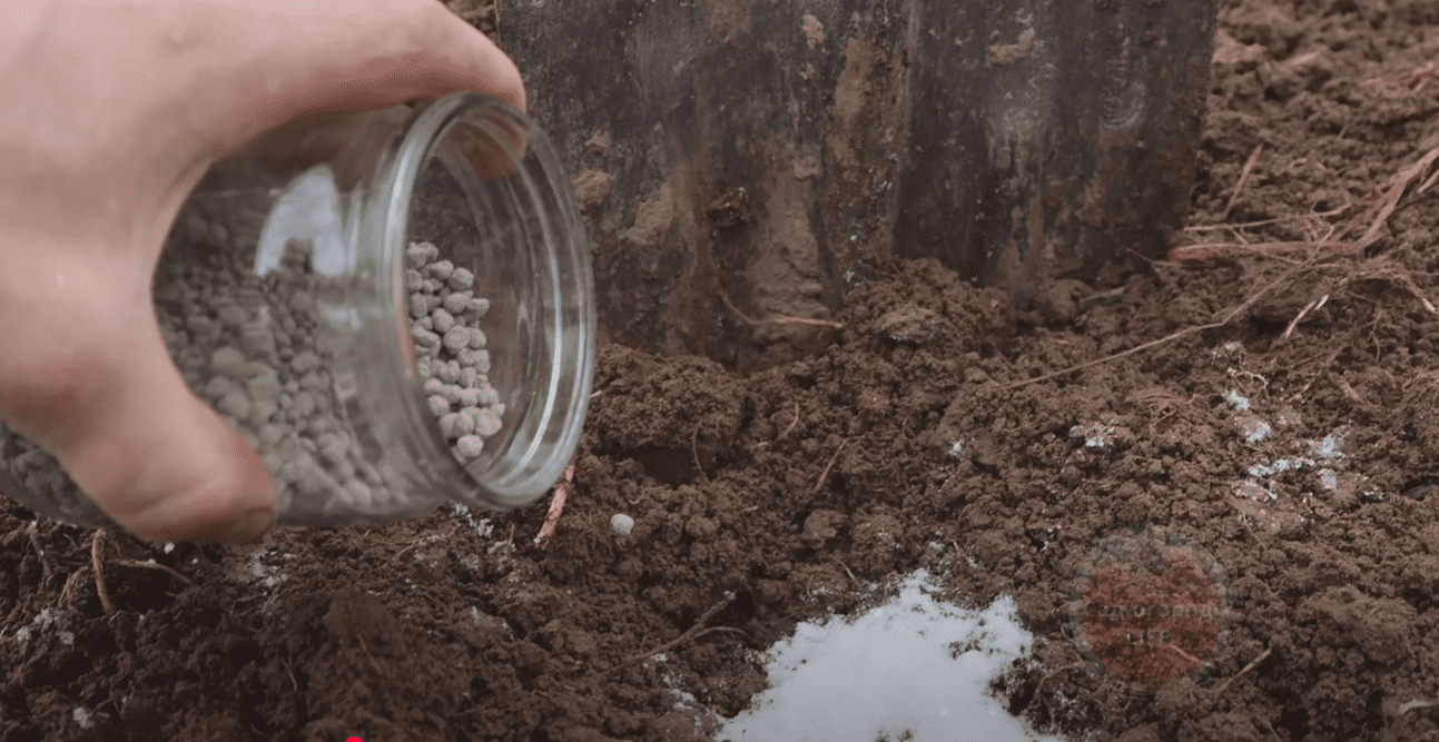 Городники назвали найкращі кальцієві добрива для грядок