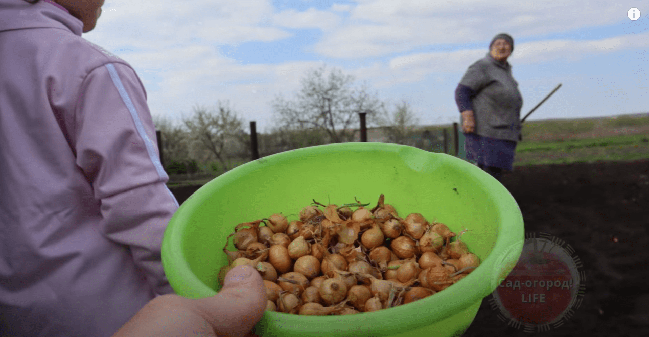 Що потрібно зробити в саду та городі до 31 грудня за Місячним календарем