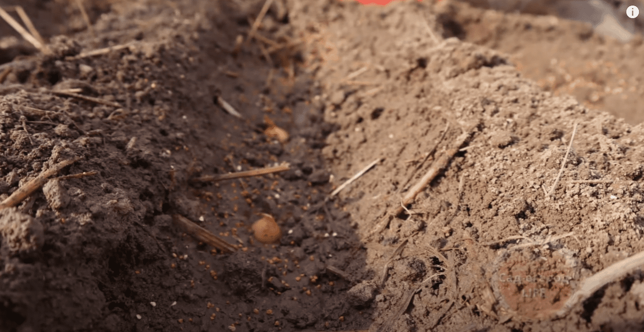 Городники розповіли, коли насправді треба садити озиму цибулю