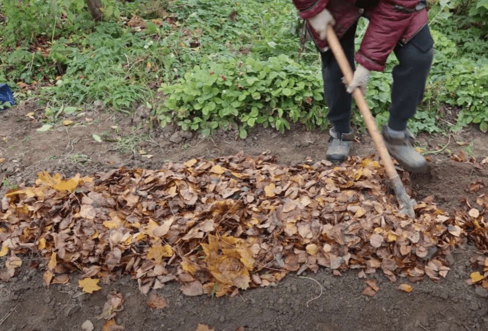 Експерти розповіли, куди використати опале листя з саду на городі