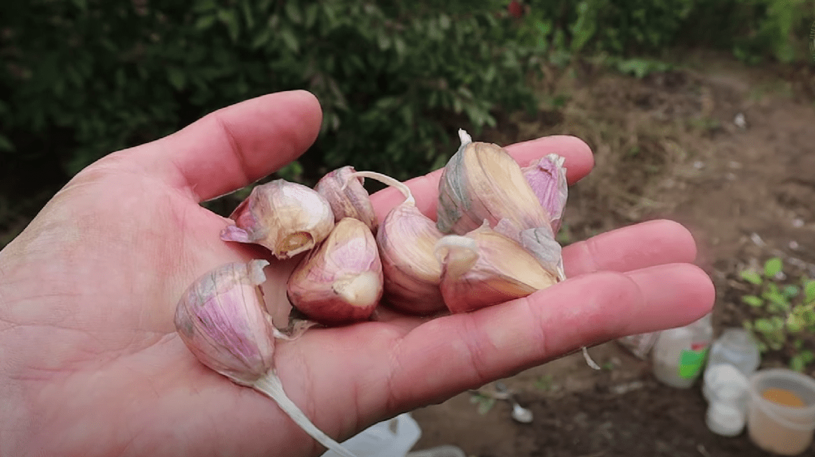 Городники розкрили всю правду про посадку озимого часнику