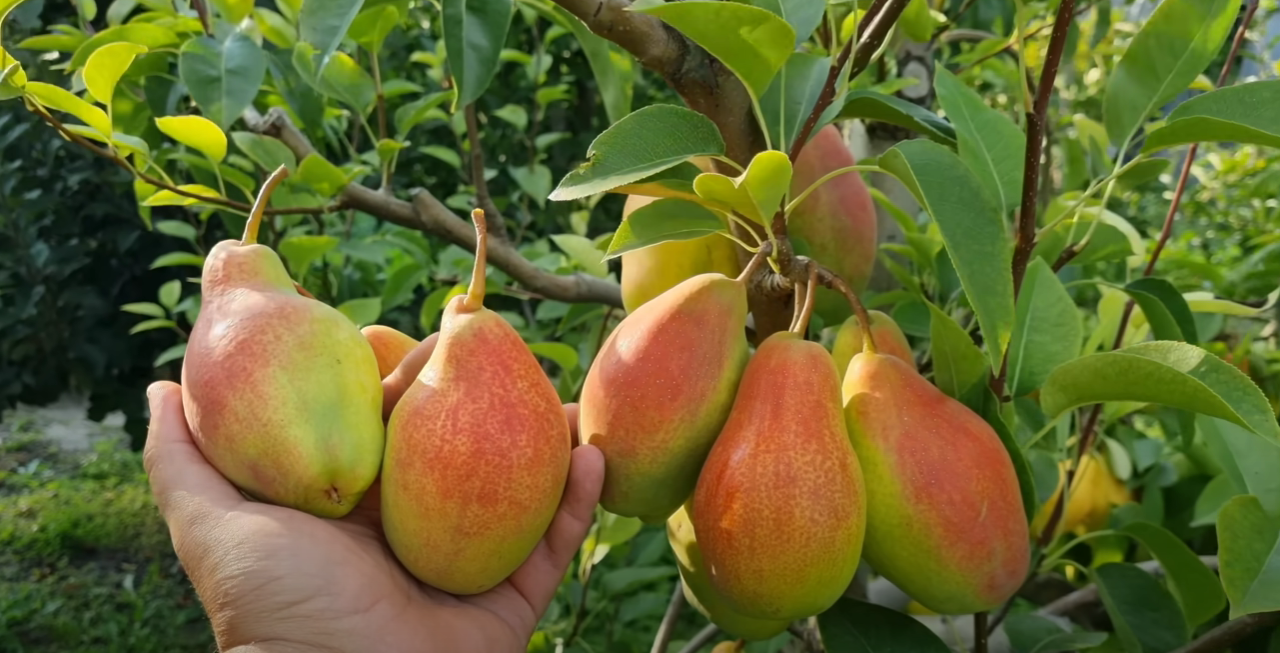Садівники назвали чудо-добриво для здорових груш 