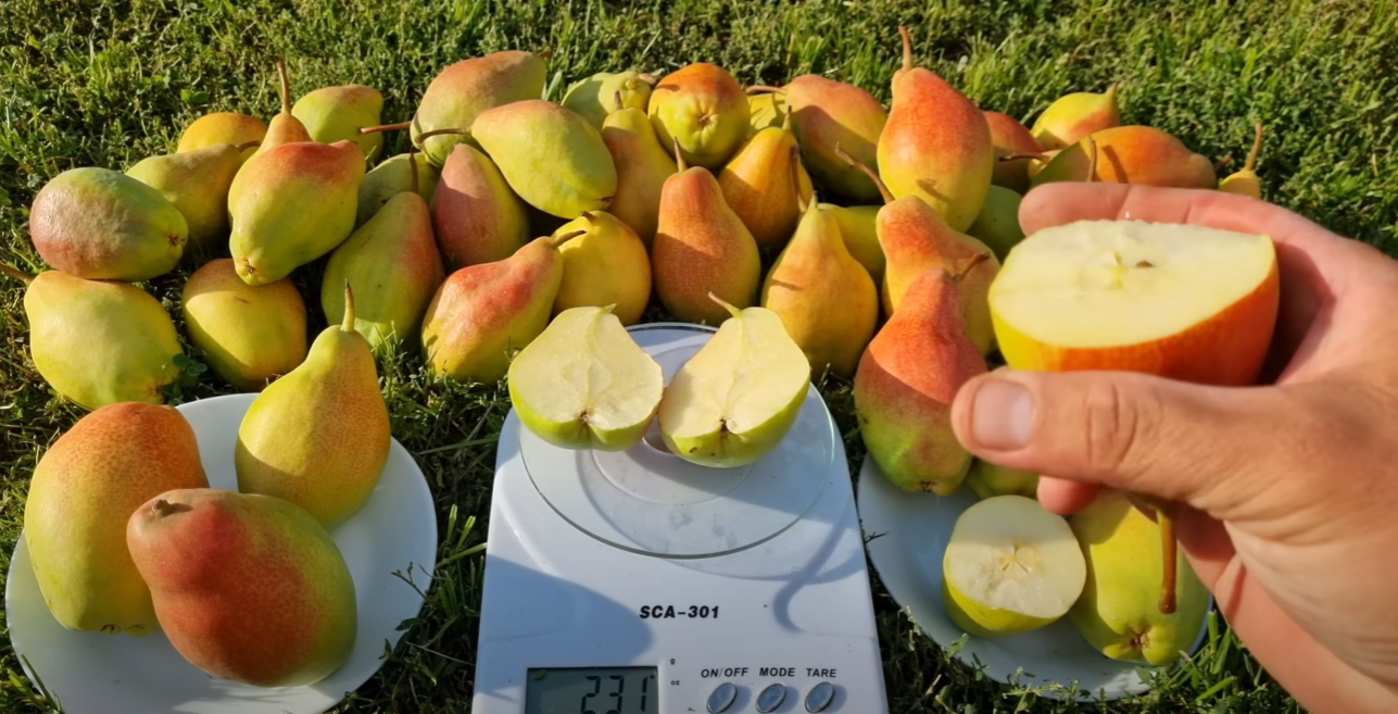 Садівник назвав найкращий і найпопулярніший сорт груші у 2025 році