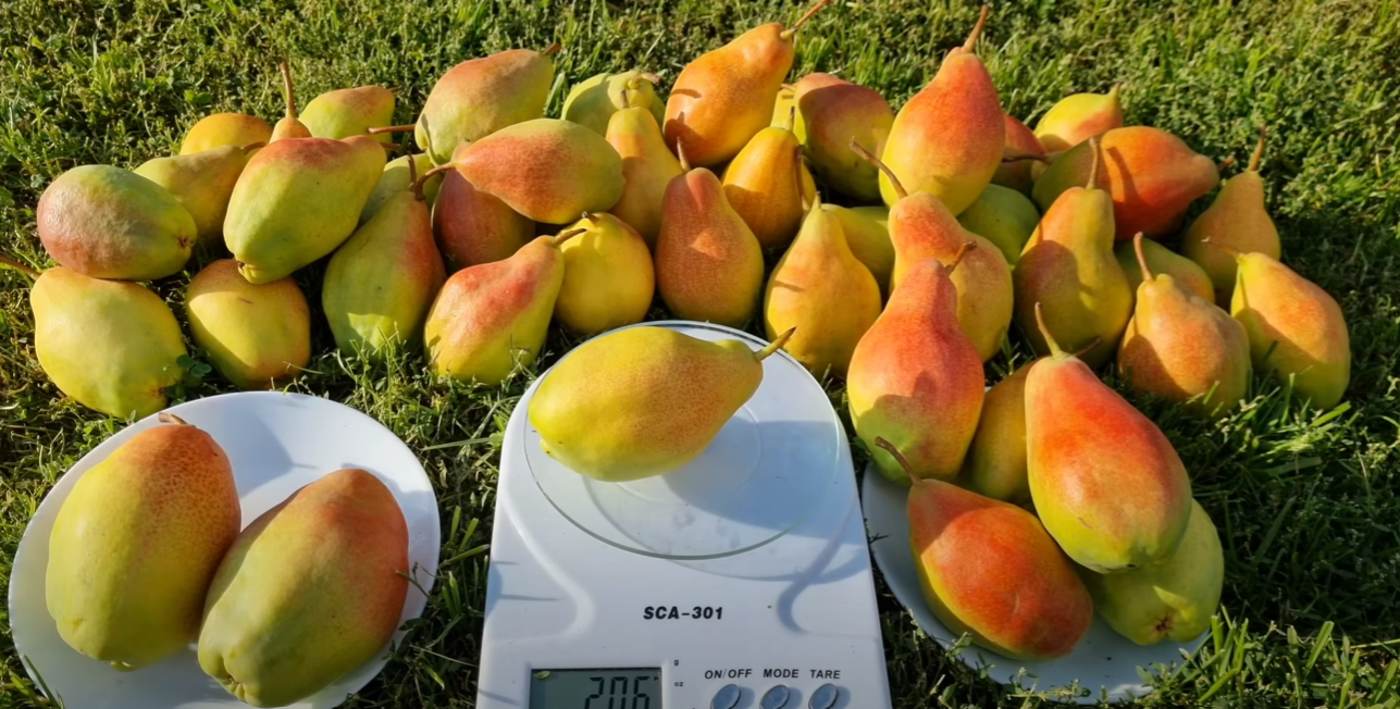 Садівник назвав найкращий і найпопулярніший сорт груші у 2025 році