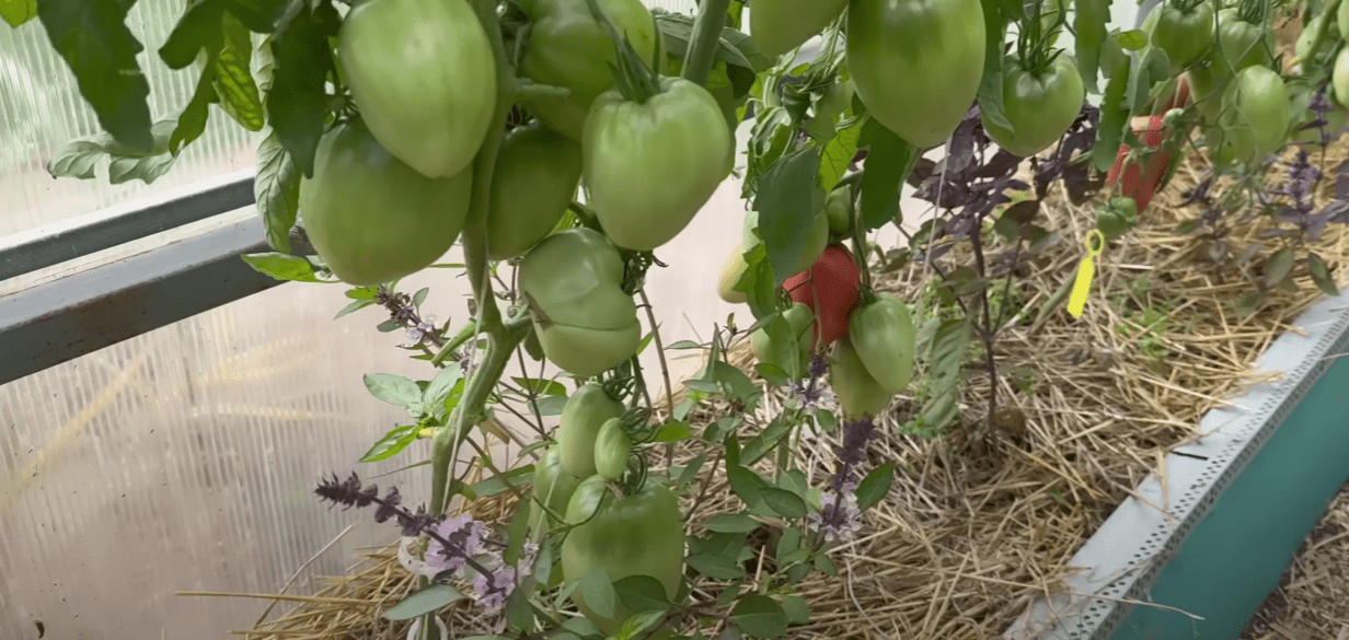 Городники назвали найкращі сорти помідорів: для салату, на сік та консервацію