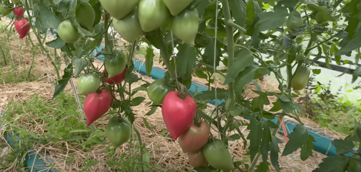 Городники назвали найкращі сорти помідорів: для салату, на сік та консервацію