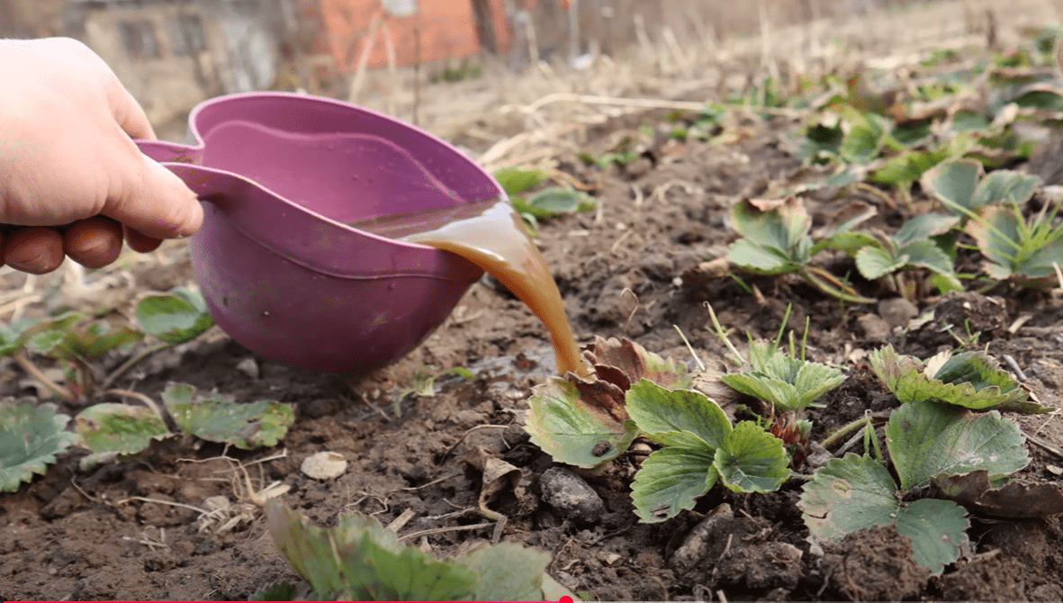 Городниця розповіла про диво добриво для молодої полуниці