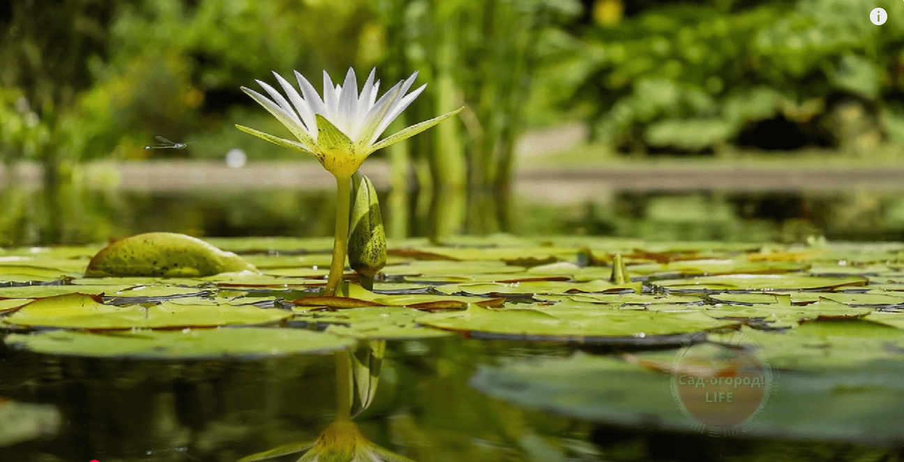 Городники знайшли безкоштовне добриво, яке діє краще ніж гній та перегній