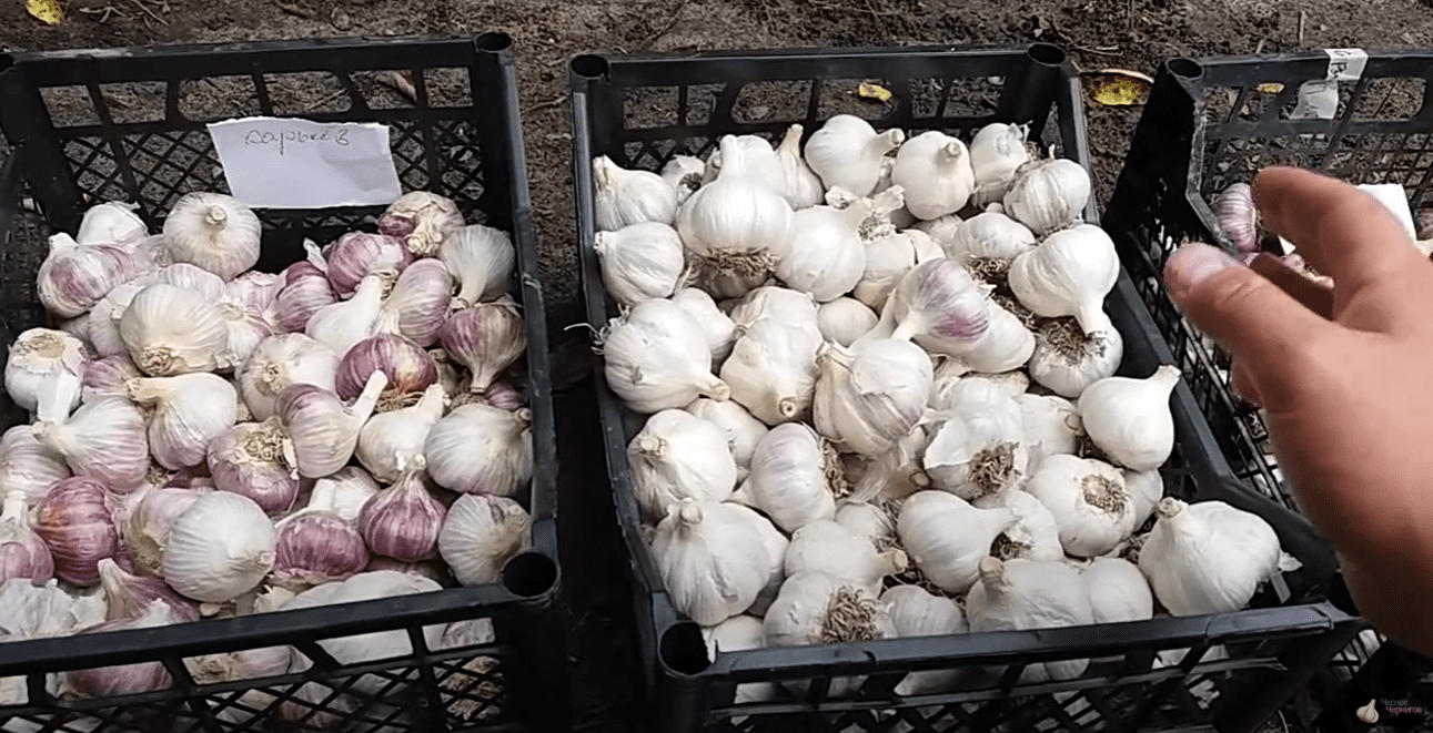 Городники розповіли всю правду про найкращий сорт часнику