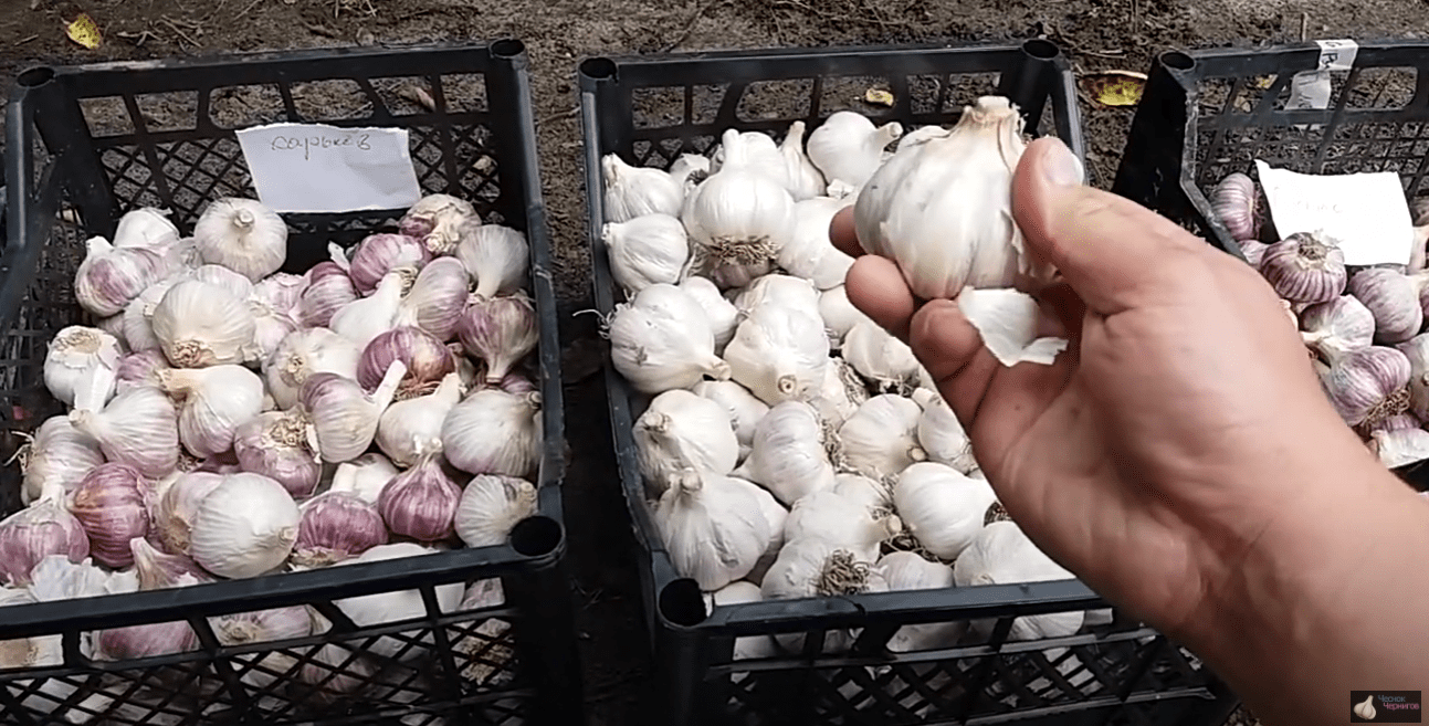 Городники розповіли всю правду про найкращий сорт часнику Городники розповіли всю правду про найкращий сорт часнику