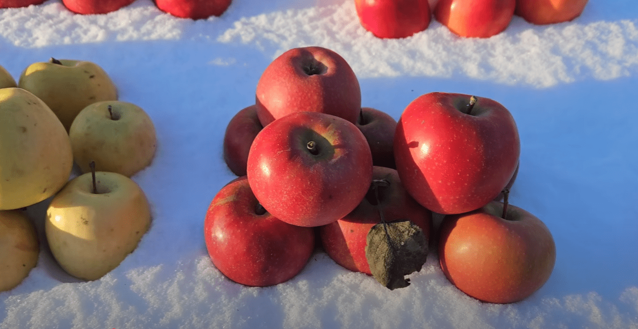 Садівники назвали найкращі сорти зимових яблук з високим рівнем зберігання